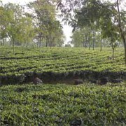 Running Tea Garden in Darjeeling  Available for Sell