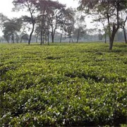 Tea Garden Sale in Reasonable Cost