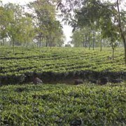 Well Productive CTC Tea Garden Sell at North Bengal