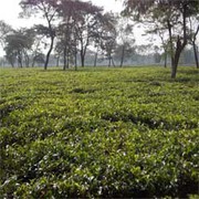 Tea Garden in Reasonable Cost on North Bengal